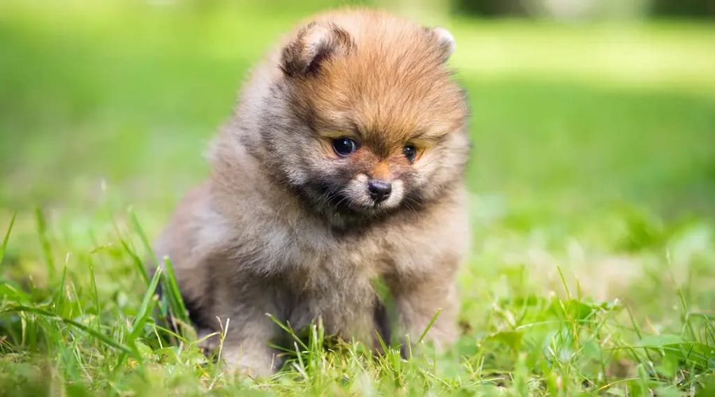 Teacup Pomeranian Dog Breed History, Facts, Costs, Size | Pets Nurturing