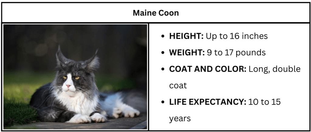 black and white cat breeds