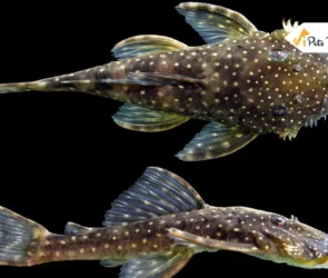 Bristlenose Plecos