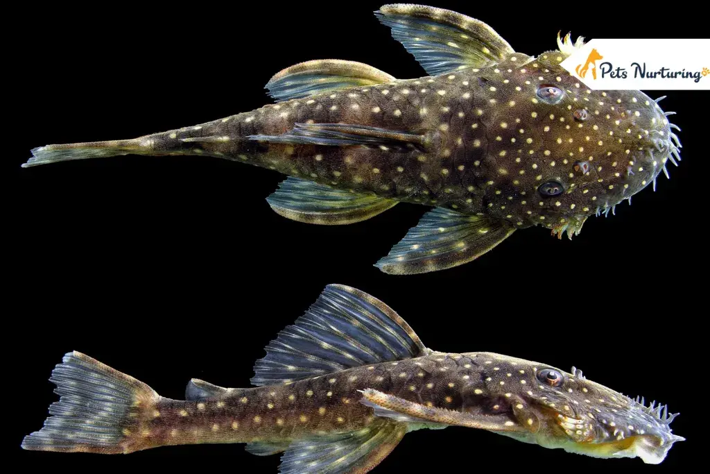 Bristlenose Plecos