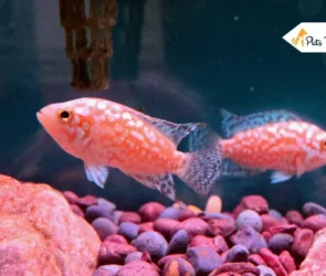 Jack Dempsey Fishes