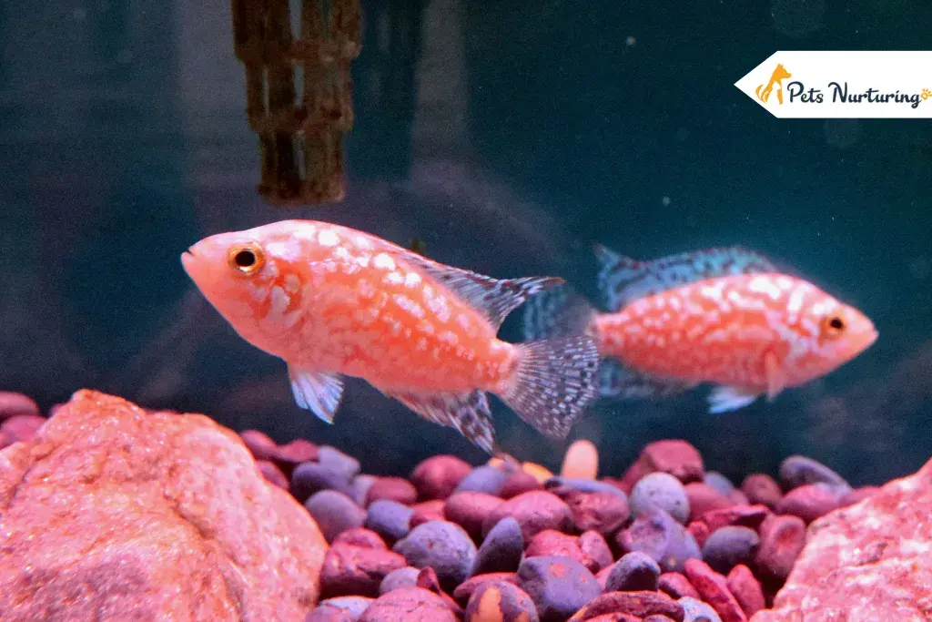 Jack Dempsey Fishes