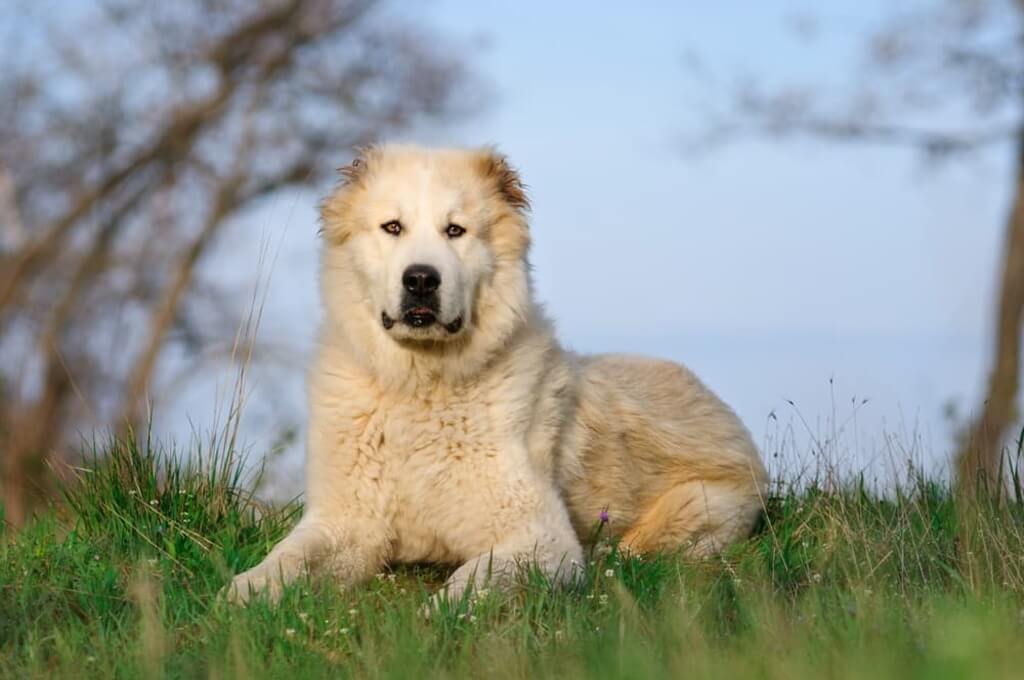  Central Asian Shepherd