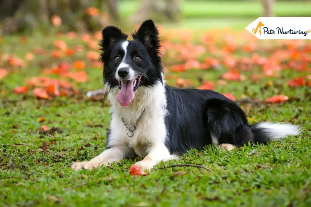 Miniature Border Collies