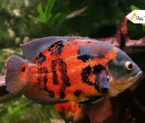 Oscar Fishes