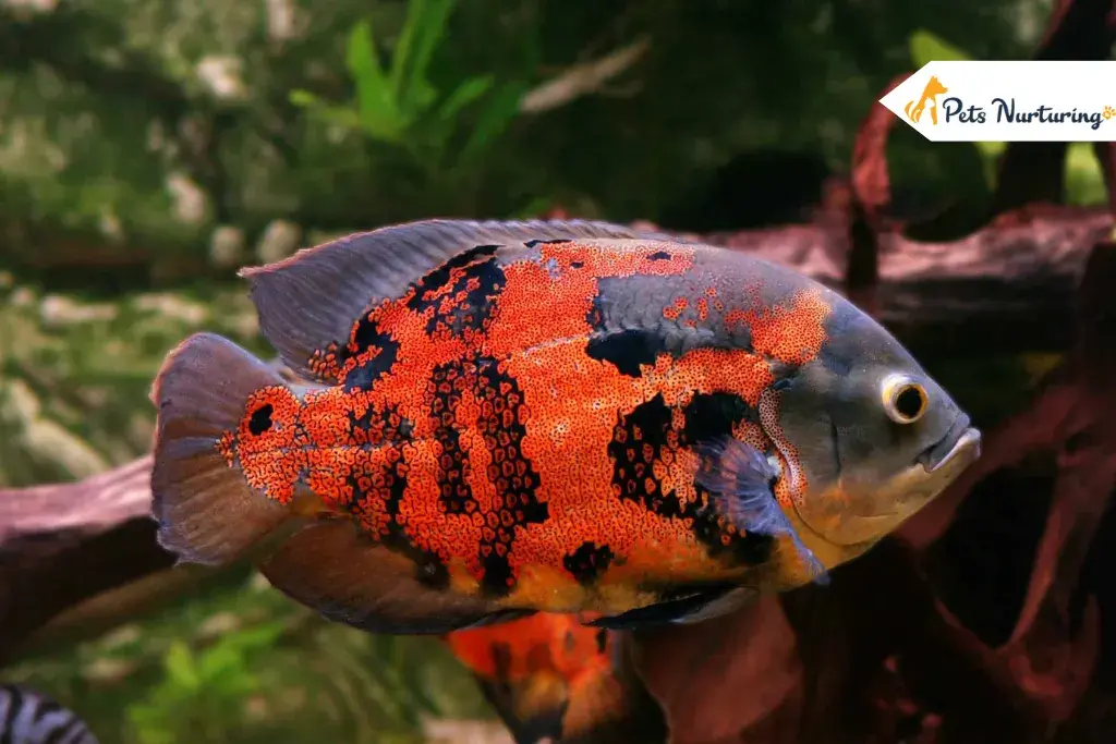 Oscar Fishes