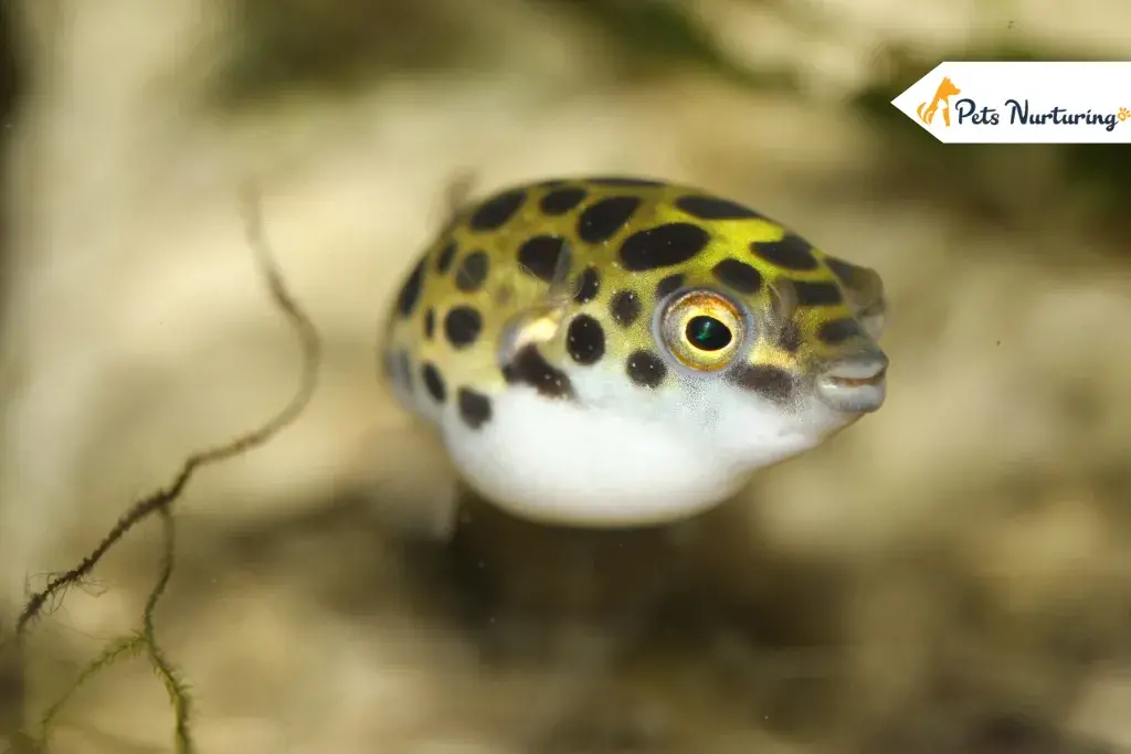 Pea Puffer Fishes