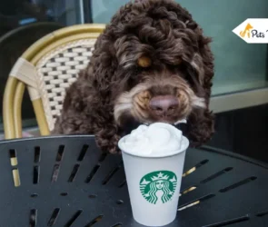 Puppuccinos