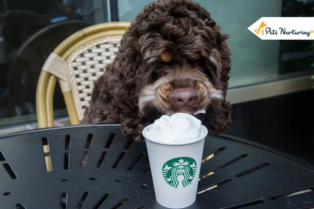 Puppuccinos