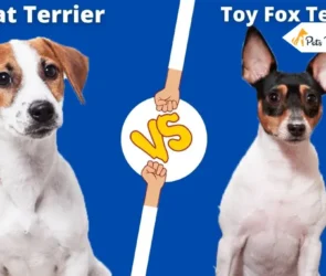Rat Terrier Vs Fox Terriers