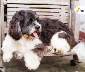Saint Berdoodles