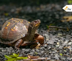 Turtle Survive Shells