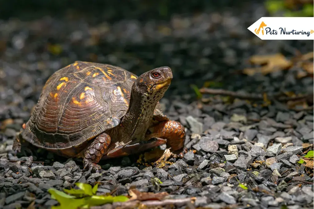 Turtle Survive Shells