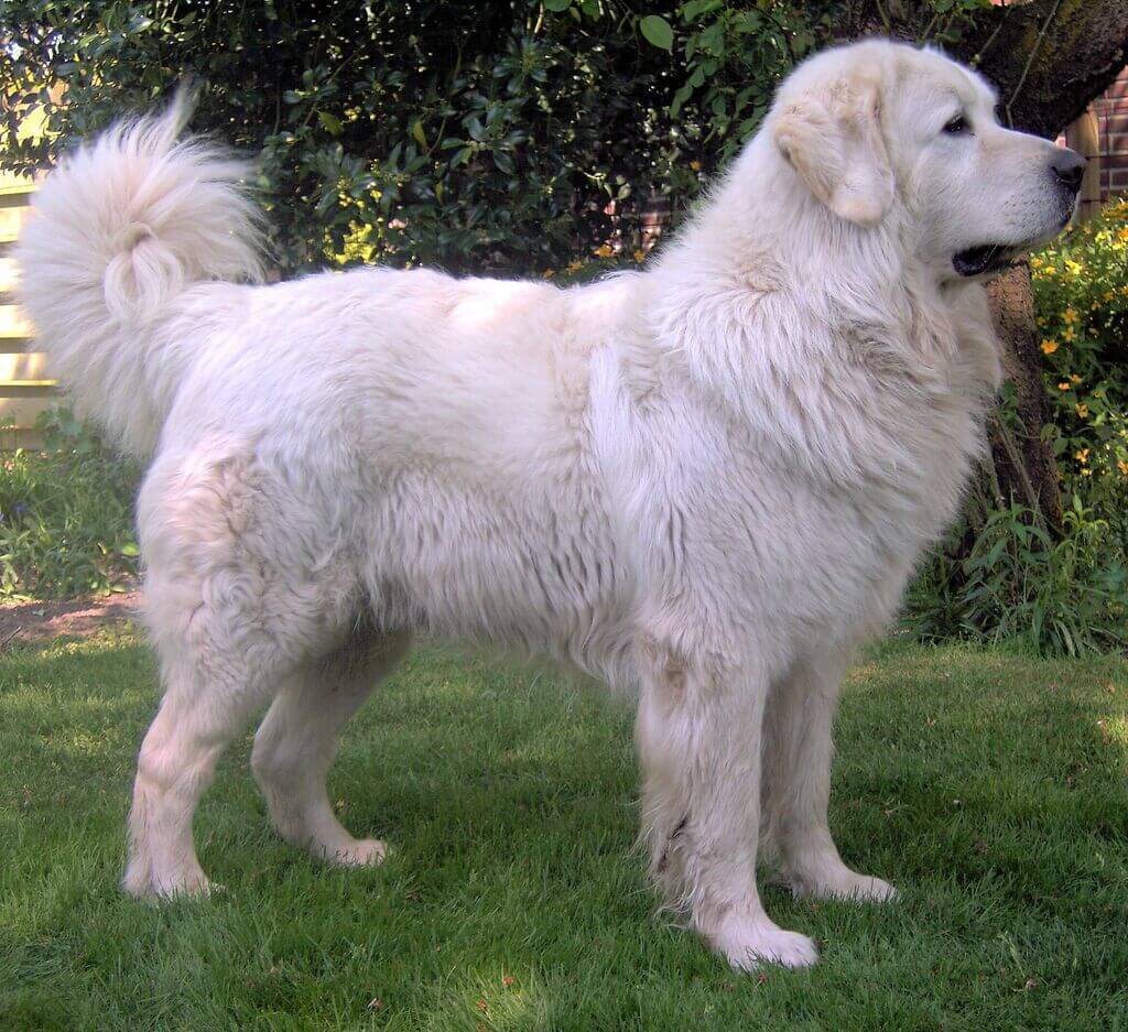 big white dog breed