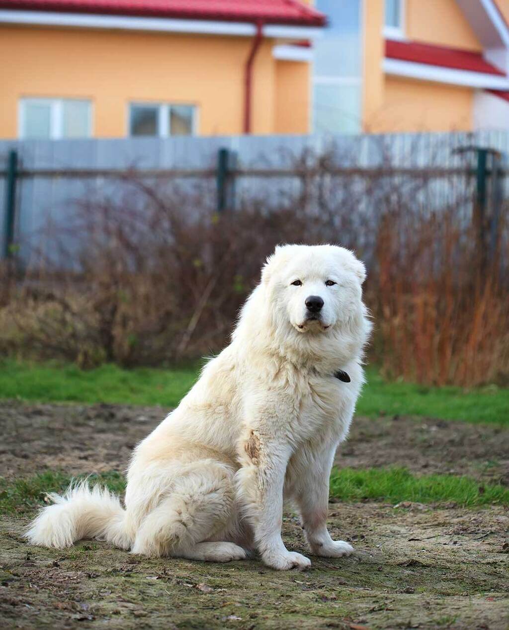 big white dog breed