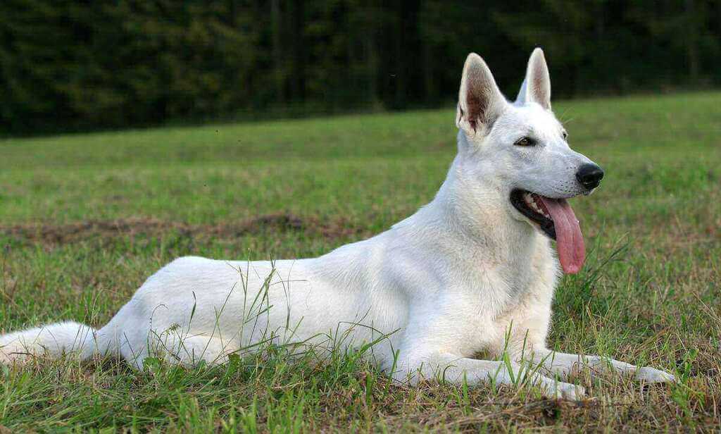  American White German Shepherd