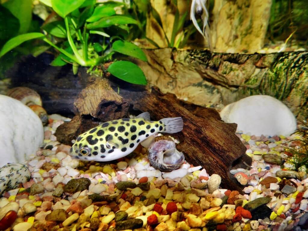 Do These Dwarf Puffer Fishes Puff Up Like Their Bigger Counterparts?