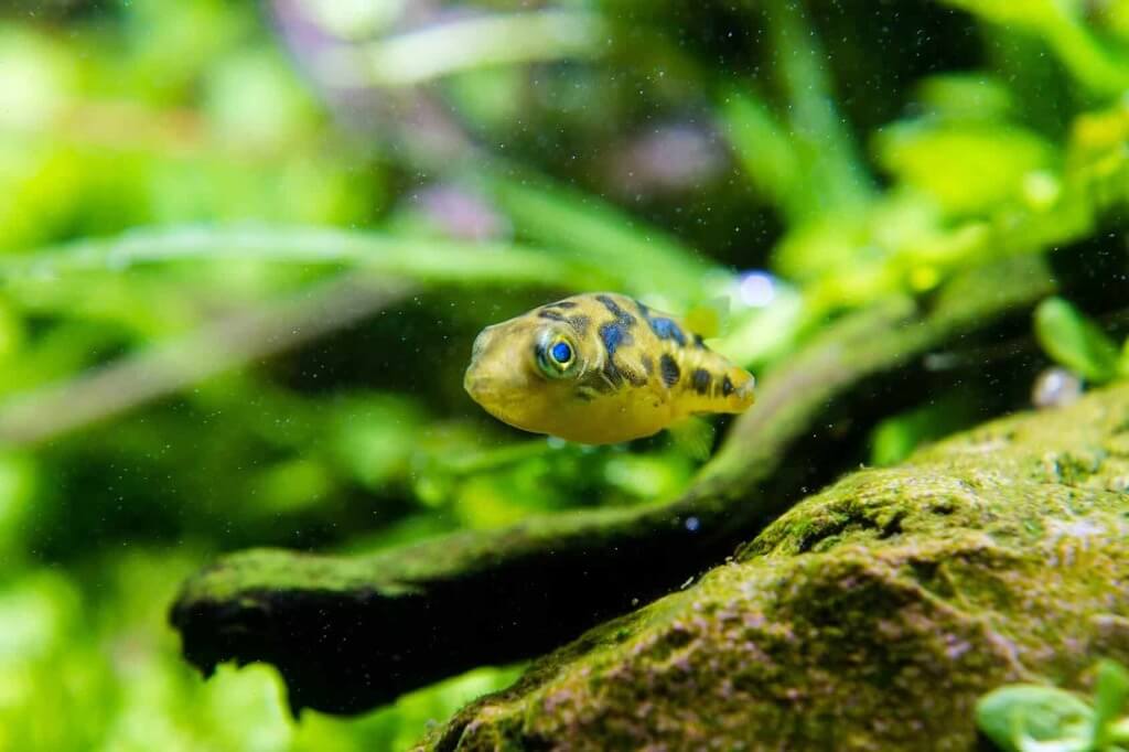 Appearance of pea puffer