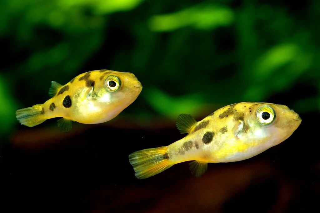 Pea Puffer Tank Mates