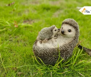 Baby Hedgehogs