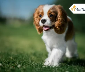 Cavalier King Charles Spaniel Dog