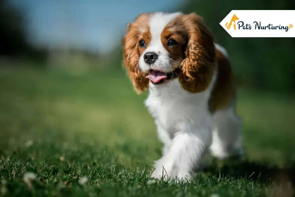 Cavalier King Charles Spaniel Dog