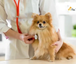 Heart Murmur in Dog