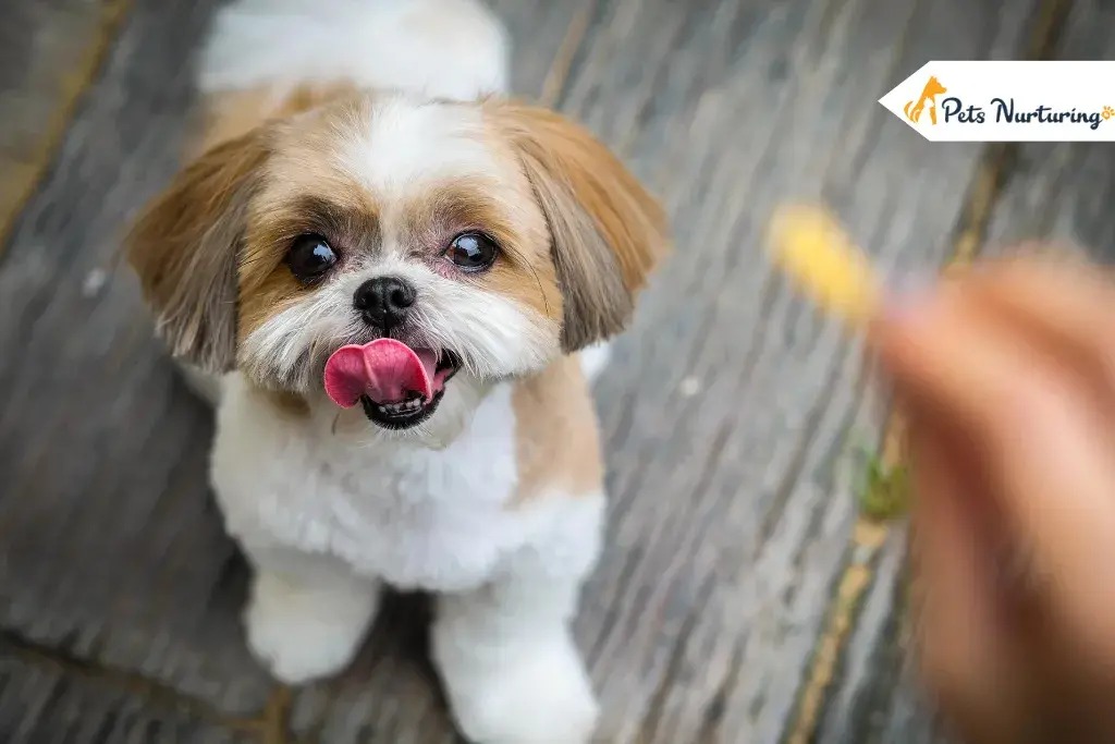 List Hypoallergenic Dog