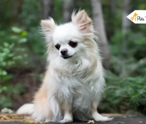 Long Haired Chihuahuas