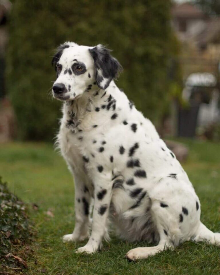 Long Haired Dalmatian Facts Temperament Pictures And More