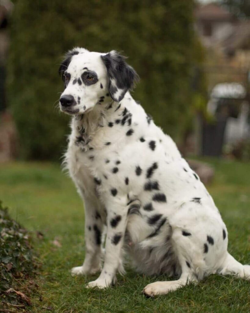 Long Haired Dalmatian: Facts, Temperament, Pictures, & More