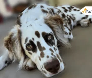 Long Haired Dalmatians