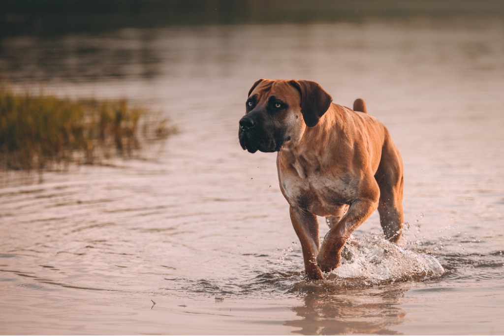 South African Boerboel Dog