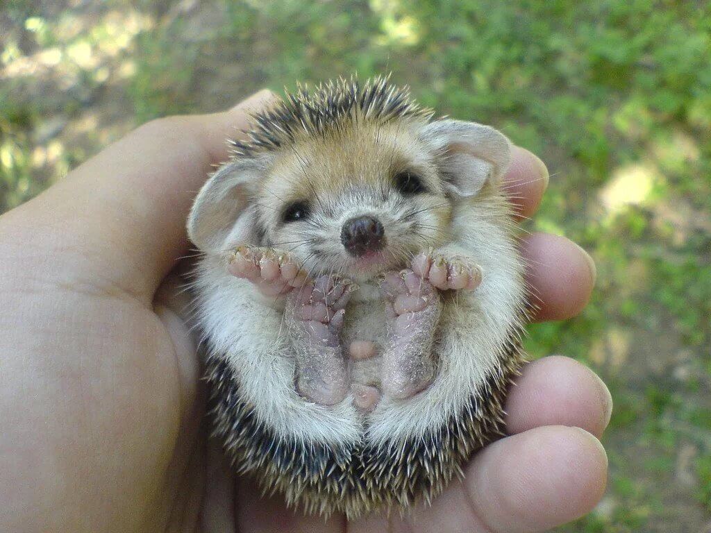 babyhedgehog