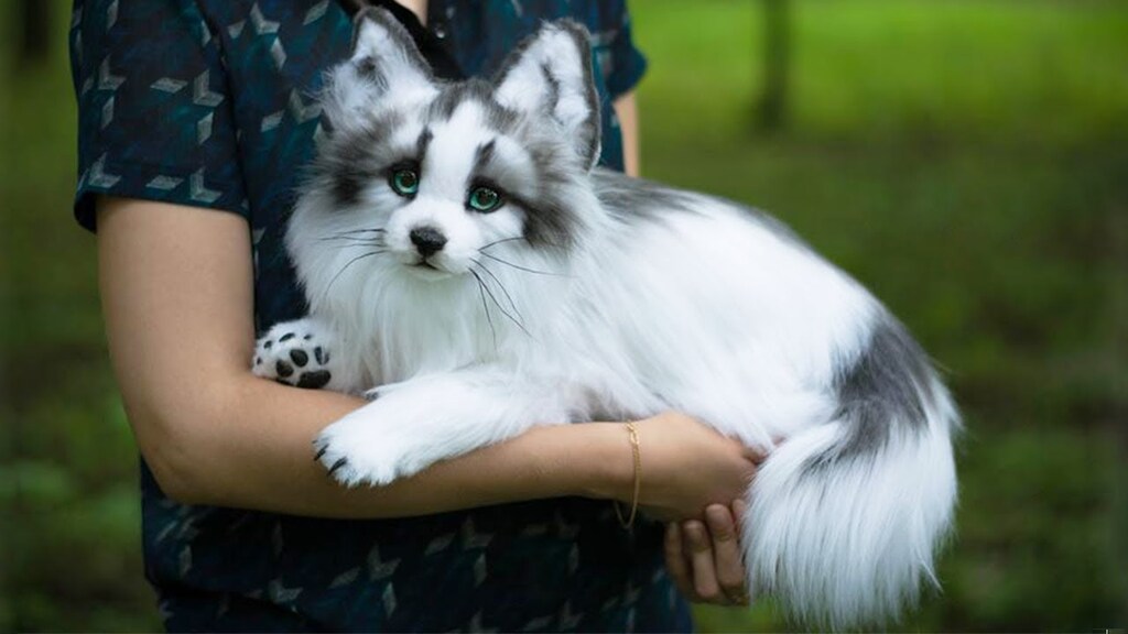 Canadian Marble Fox Are They Considered Good Pets 