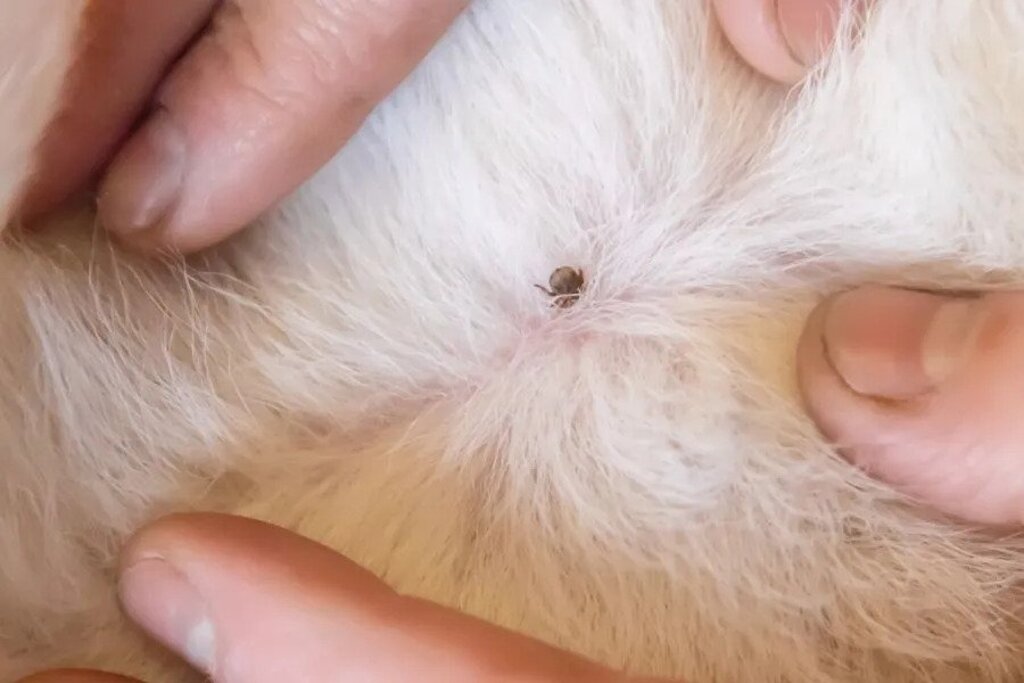 dried dead tick on dog