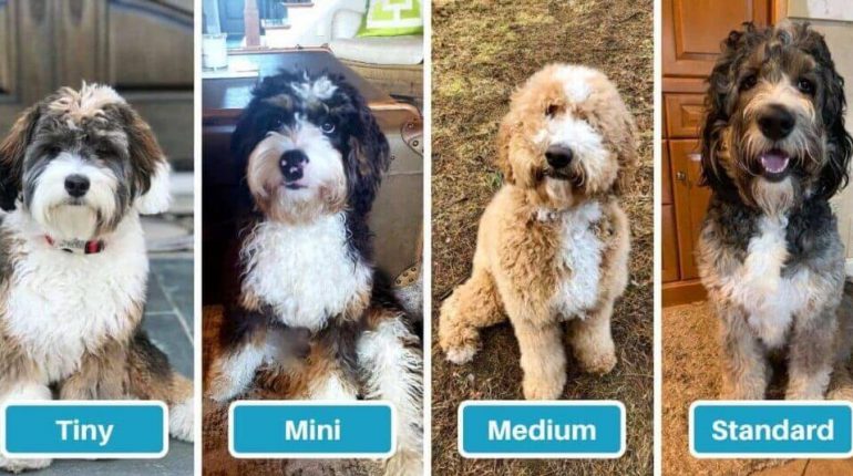 full grown bernedoodle