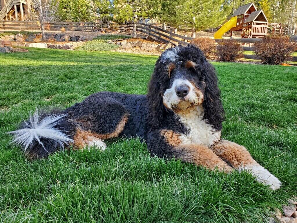 Full Grown Bernedoodle Size Tiny Mini Medium Standard Pets Full Grown Bernedoodle Size Tiny Mini Medium Standard Pets