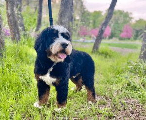 Full Grown Bernedoodle Size (Tiny, Mini, Medium & Standard)