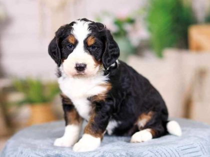Full Grown Bernedoodle Size (Tiny, Mini, Medium & Standard)