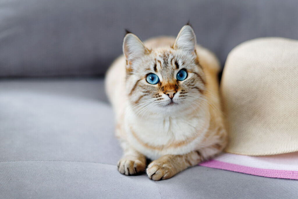 Lynx Point Siamese: Cat Breed Overview, Care Guide & More