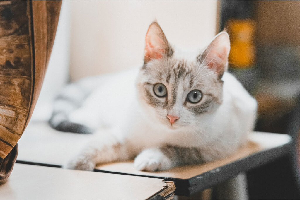 Lynx Point Siamese: Cat Breed Overview, Care Guide & More