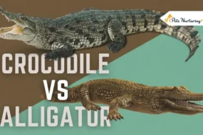 Alligator Vs Crocodiles