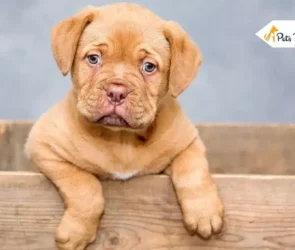 Animals with Down Syndromes