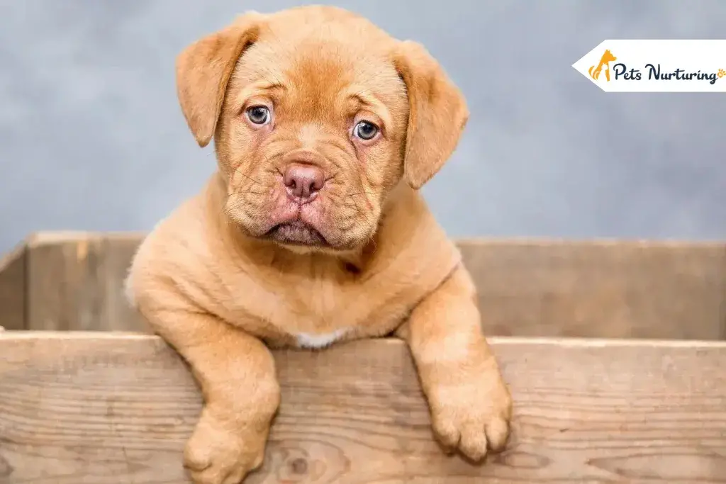 Animals with Down Syndromes