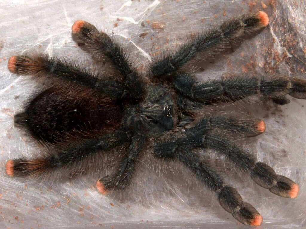 Pink Toe Tarantula : Common Health Problems