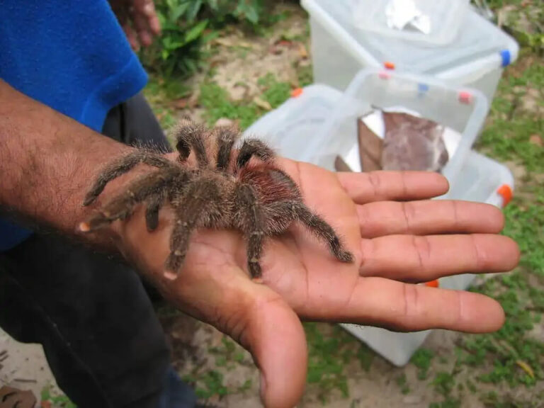 Pink Toe Tarantula Care, Habitat, Diet, Housing & More!