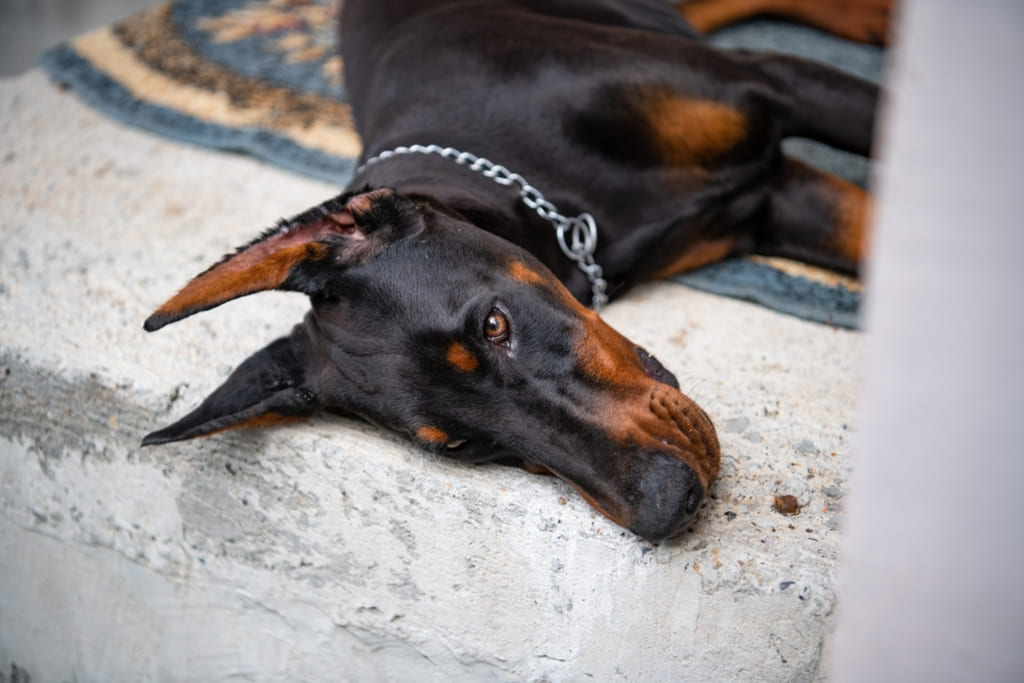 Coat and Color of european doberman