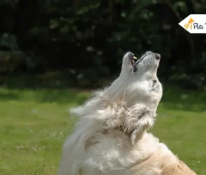 Do Dog Get Tired of Barking