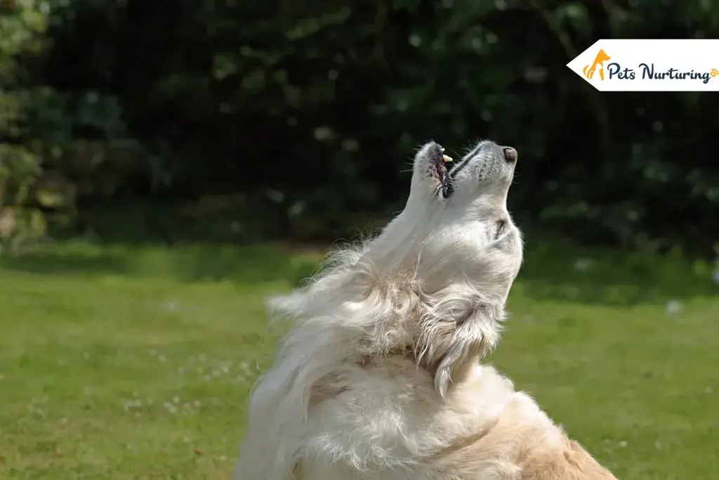 Do Dog Get Tired of Barking